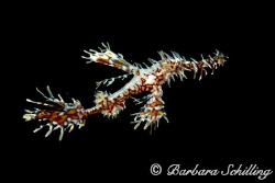 A Ghostpipefish at night! Taken with a Canon EOS 20D and ... by Barbara Schilling 